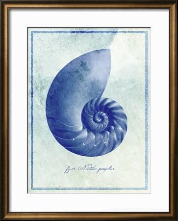 Nautilus Shell B Premium Photographic Print Gi Artlab Art Com Nautilus Shell B Premium Photographic Print Gi Artlab Art Com