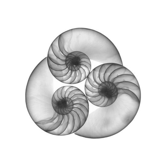 Nautilus Shell Gray Art Print Albert Koetsier Art Com