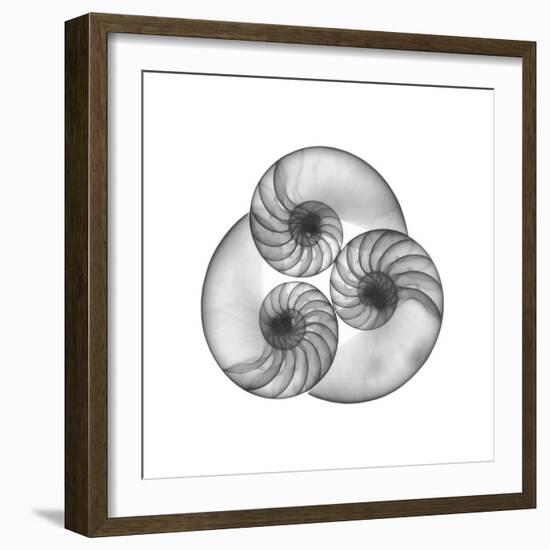 Nautilus Shell Gray-Albert Koetsier-Framed Art Print