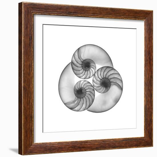 Nautilus Shell Gray-Albert Koetsier-Framed Art Print