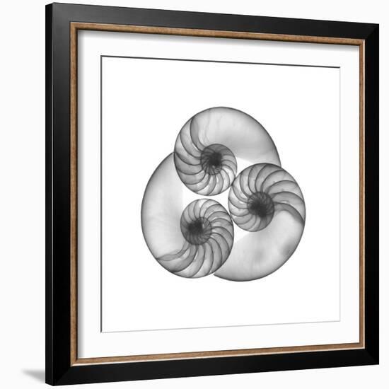Nautilus Shell Gray-Albert Koetsier-Framed Art Print