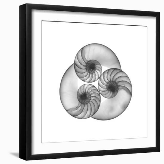 Nautilus Shell Gray-Albert Koetsier-Framed Art Print