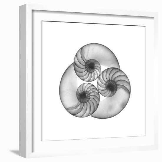 Nautilus Shell Gray-Albert Koetsier-Framed Art Print