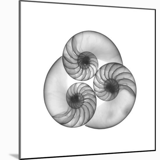 Nautilus Shell Gray-Albert Koetsier-Mounted Art Print