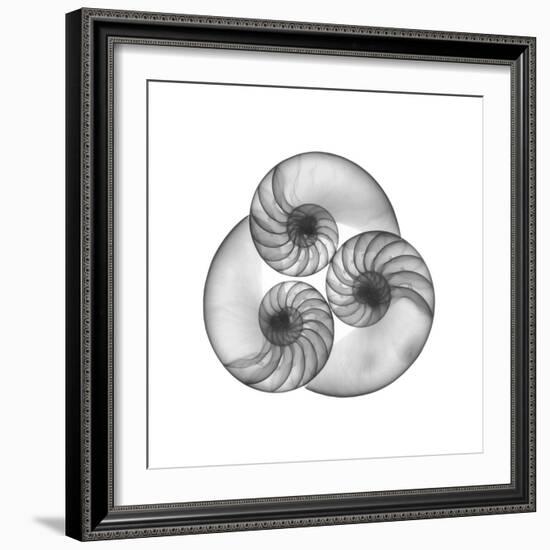 Nautilus Shell Gray-Albert Koetsier-Framed Art Print