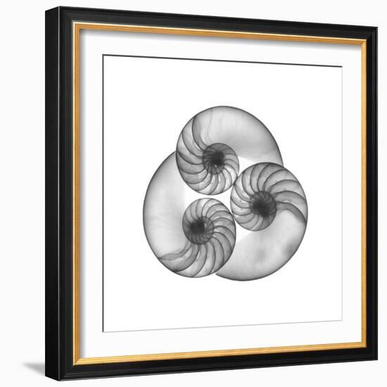 Nautilus Shell Gray-Albert Koetsier-Framed Art Print