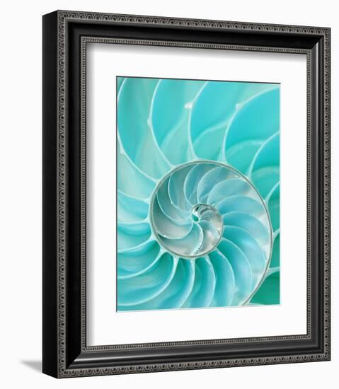 Nautilus Shell II-null-Framed Premium Giclee Print