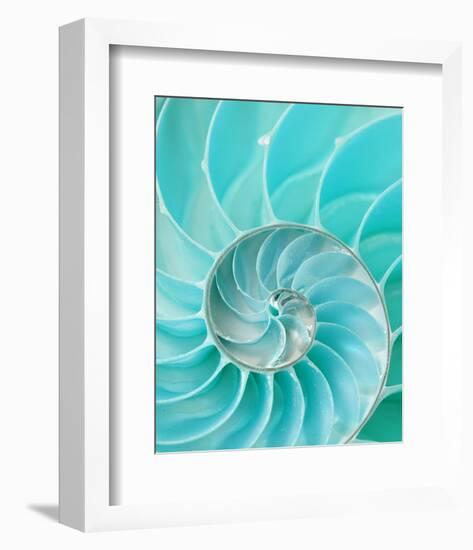 Nautilus Shell II-null-Framed Premium Giclee Print