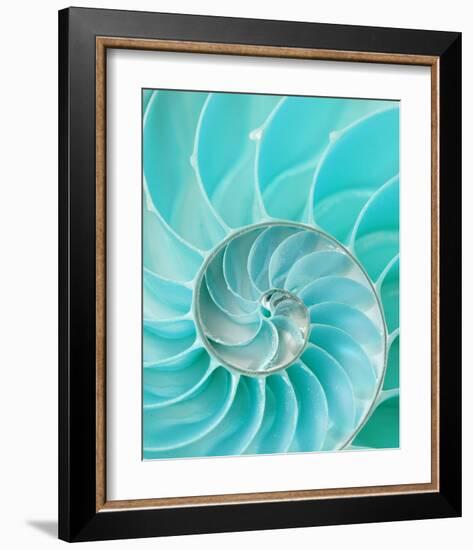 Nautilus Shell II-null-Framed Premium Giclee Print