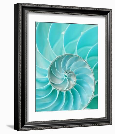 Nautilus Shell II-null-Framed Premium Giclee Print