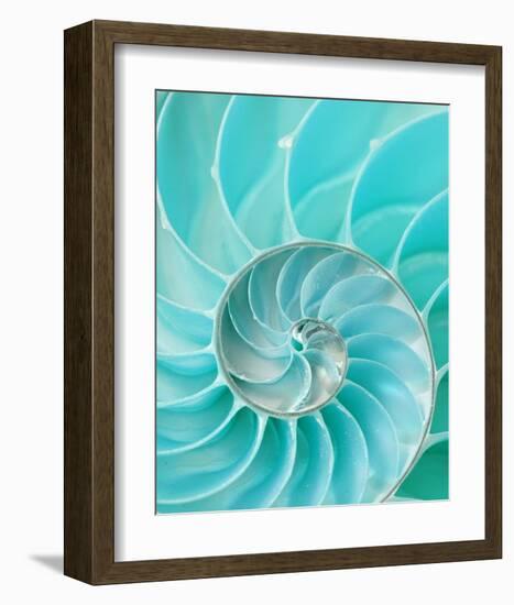 Nautilus Shell II-null-Framed Premium Giclee Print