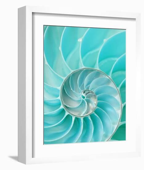 Nautilus Shell II-null-Framed Premium Giclee Print