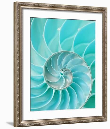 Nautilus Shell II-null-Framed Art Print