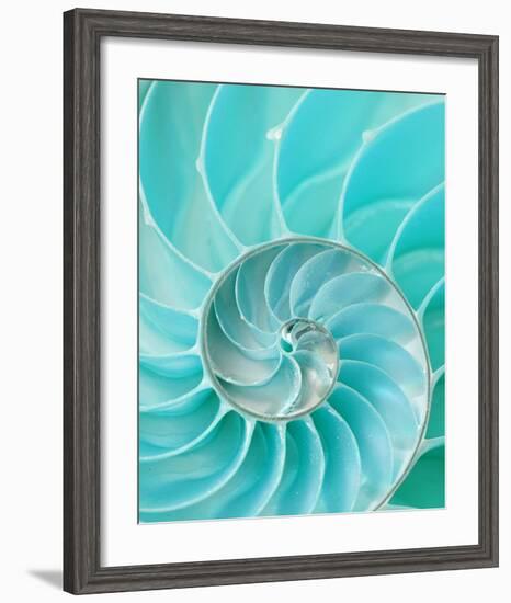 Nautilus Shell II-null-Framed Art Print