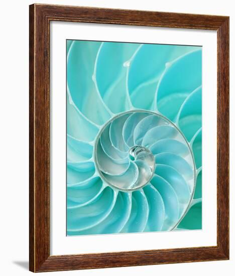 Nautilus Shell II-null-Framed Art Print