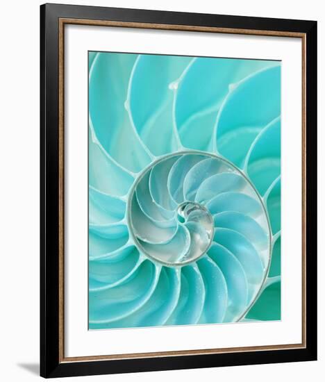Nautilus Shell II--Framed Art Print