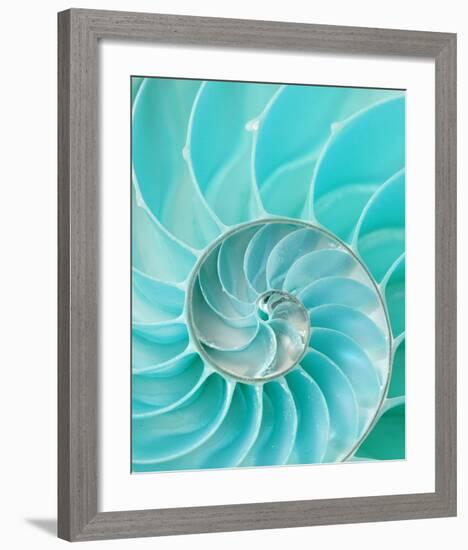 Nautilus Shell II-null-Framed Art Print