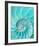 Nautilus Shell II-null-Framed Art Print