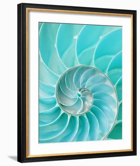 Nautilus Shell II-null-Framed Art Print