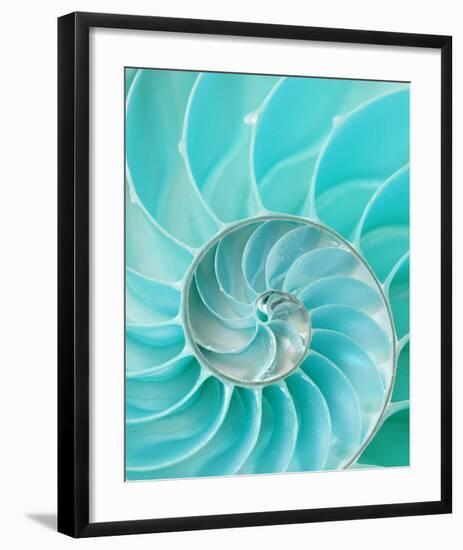 Nautilus Shell II-null-Framed Art Print