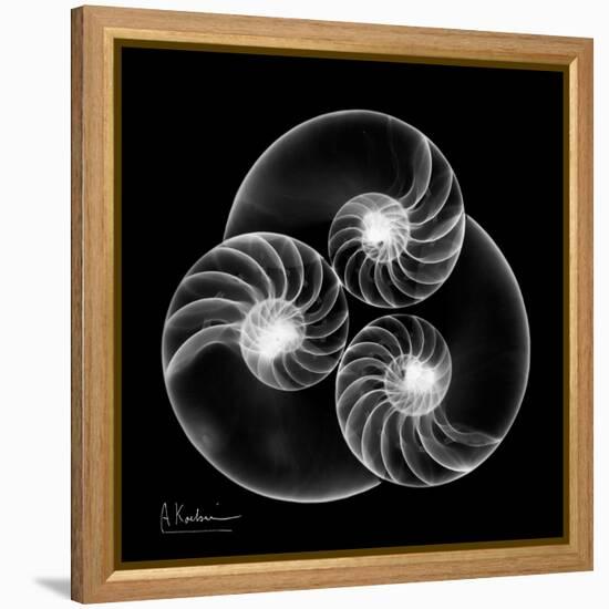 Nautilus Shell Xray-Albert Koetsier-Framed Stretched Canvas