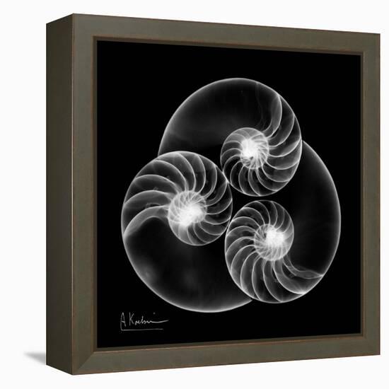 Nautilus Shell Xray-Albert Koetsier-Framed Stretched Canvas