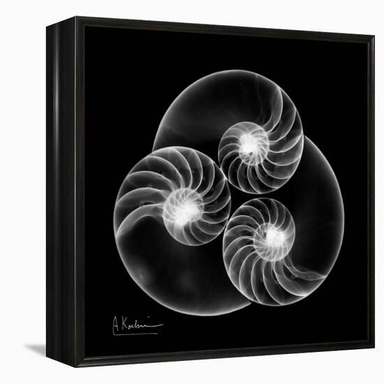 Nautilus Shell Xray-Albert Koetsier-Framed Stretched Canvas