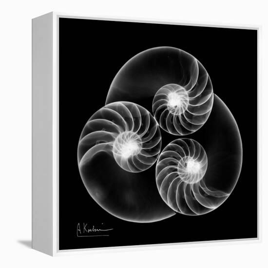 Nautilus Shell Xray-Albert Koetsier-Framed Stretched Canvas