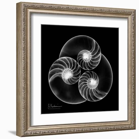 Nautilus Shell Xray-Albert Koetsier-Framed Art Print