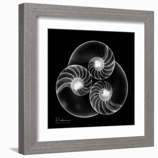 Nautilus Shell Xray-Albert Koetsier-Framed Art Print