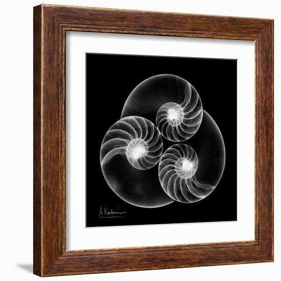 Nautilus Shell Xray-Albert Koetsier-Framed Art Print