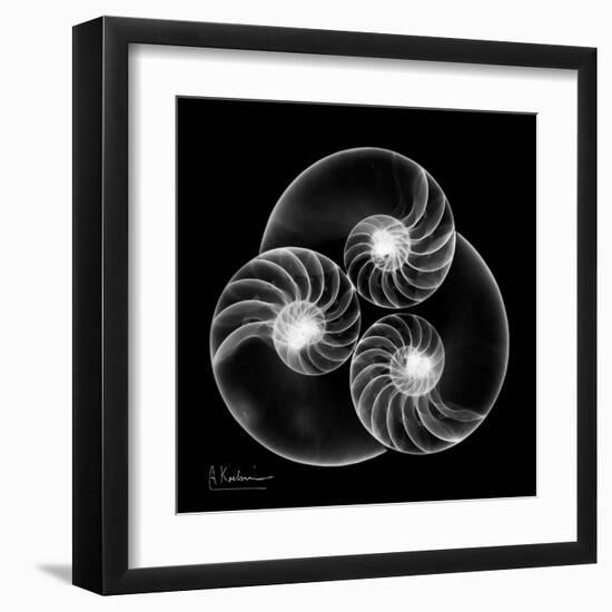 Nautilus Shell Xray-Albert Koetsier-Framed Art Print