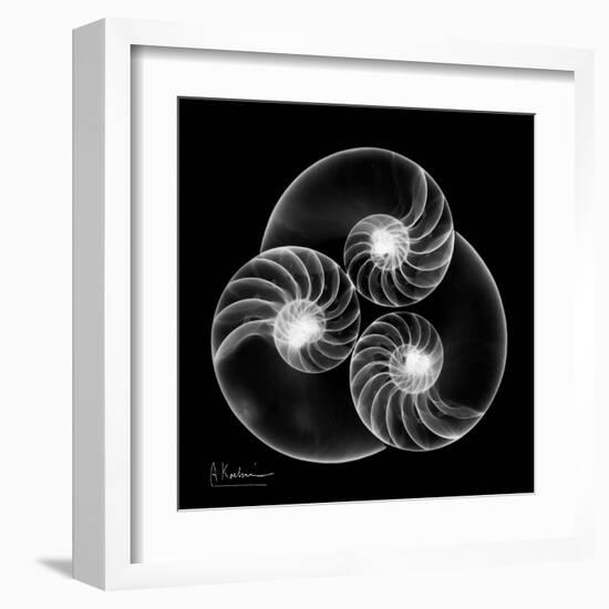 Nautilus Shell Xray-Albert Koetsier-Framed Art Print