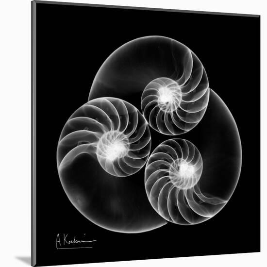 Nautilus Shell Xray-Albert Koetsier-Mounted Art Print