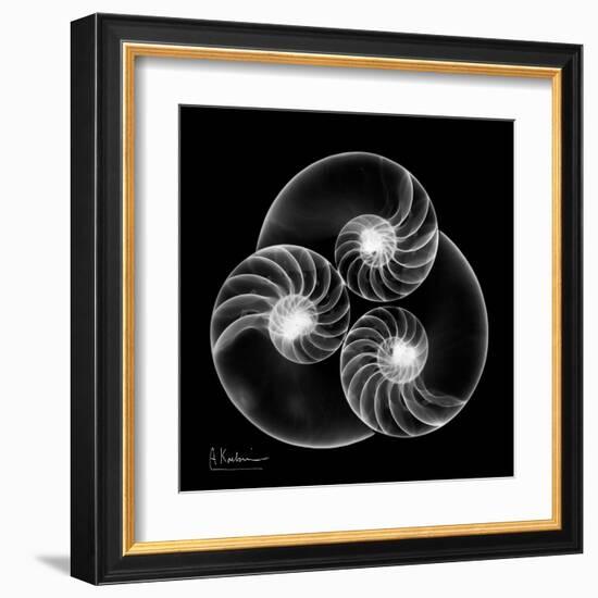 Nautilus Shell Xray-Albert Koetsier-Framed Art Print