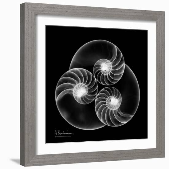 Nautilus Shell Xray-Albert Koetsier-Framed Art Print