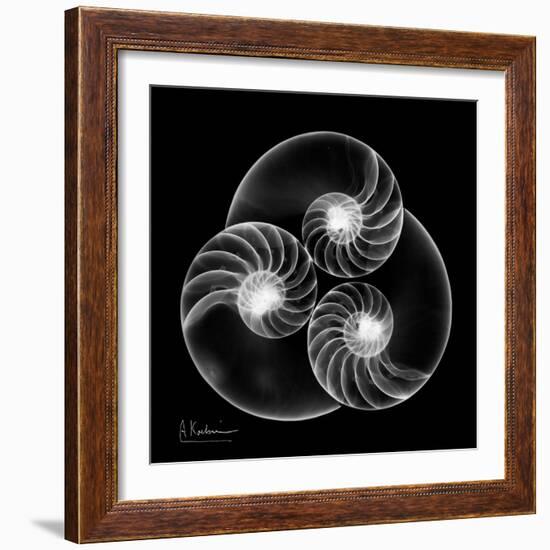 Nautilus Shell Xray-Albert Koetsier-Framed Art Print