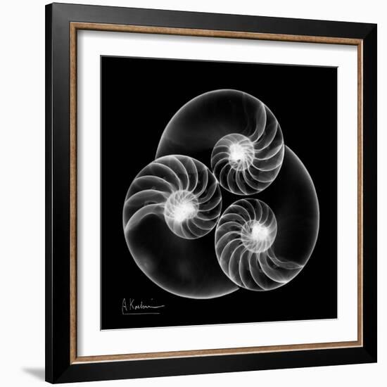 Nautilus Shell Xray-Albert Koetsier-Framed Art Print