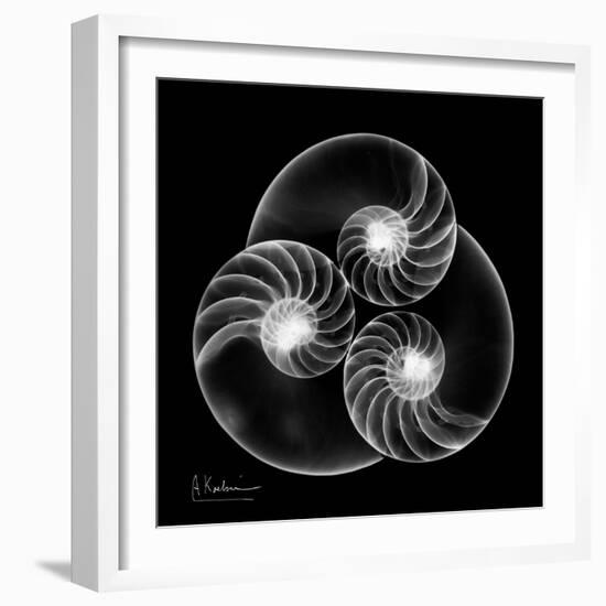 Nautilus Shell Xray-Albert Koetsier-Framed Art Print