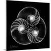 Nautilus Shell Xray-Albert Koetsier-Mounted Art Print