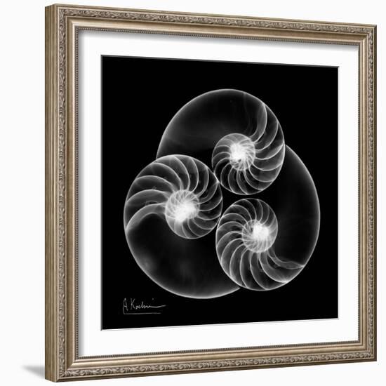 Nautilus Shell Xray-Albert Koetsier-Framed Premium Giclee Print