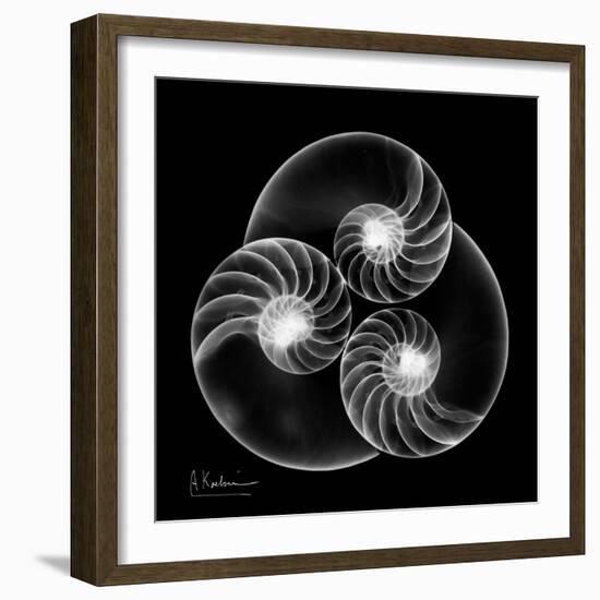 Nautilus Shell Xray-Albert Koetsier-Framed Premium Giclee Print