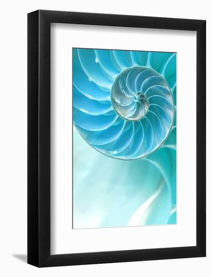 Nautilus Shell-null-Framed Premium Giclee Print