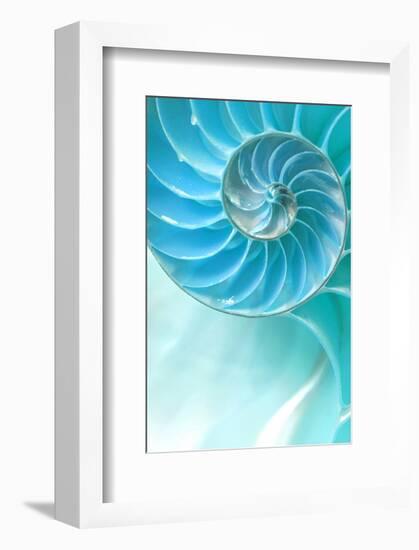 Nautilus Shell-null-Framed Premium Giclee Print