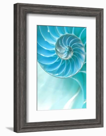 Nautilus Shell-null-Framed Art Print