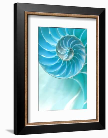Nautilus Shell-null-Framed Art Print