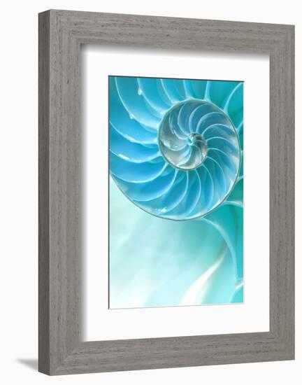 Nautilus Shell-null-Framed Art Print