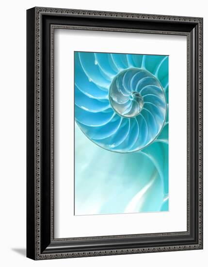 Nautilus Shell-null-Framed Art Print