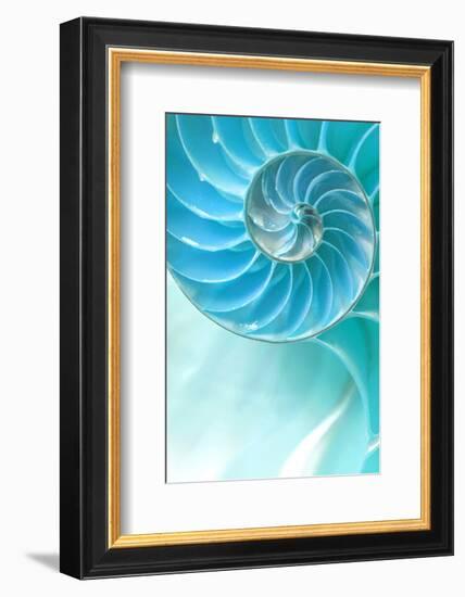 Nautilus Shell-null-Framed Art Print