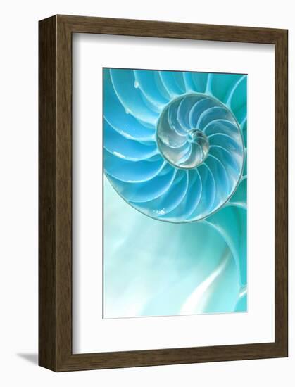 Nautilus Shell-null-Framed Art Print